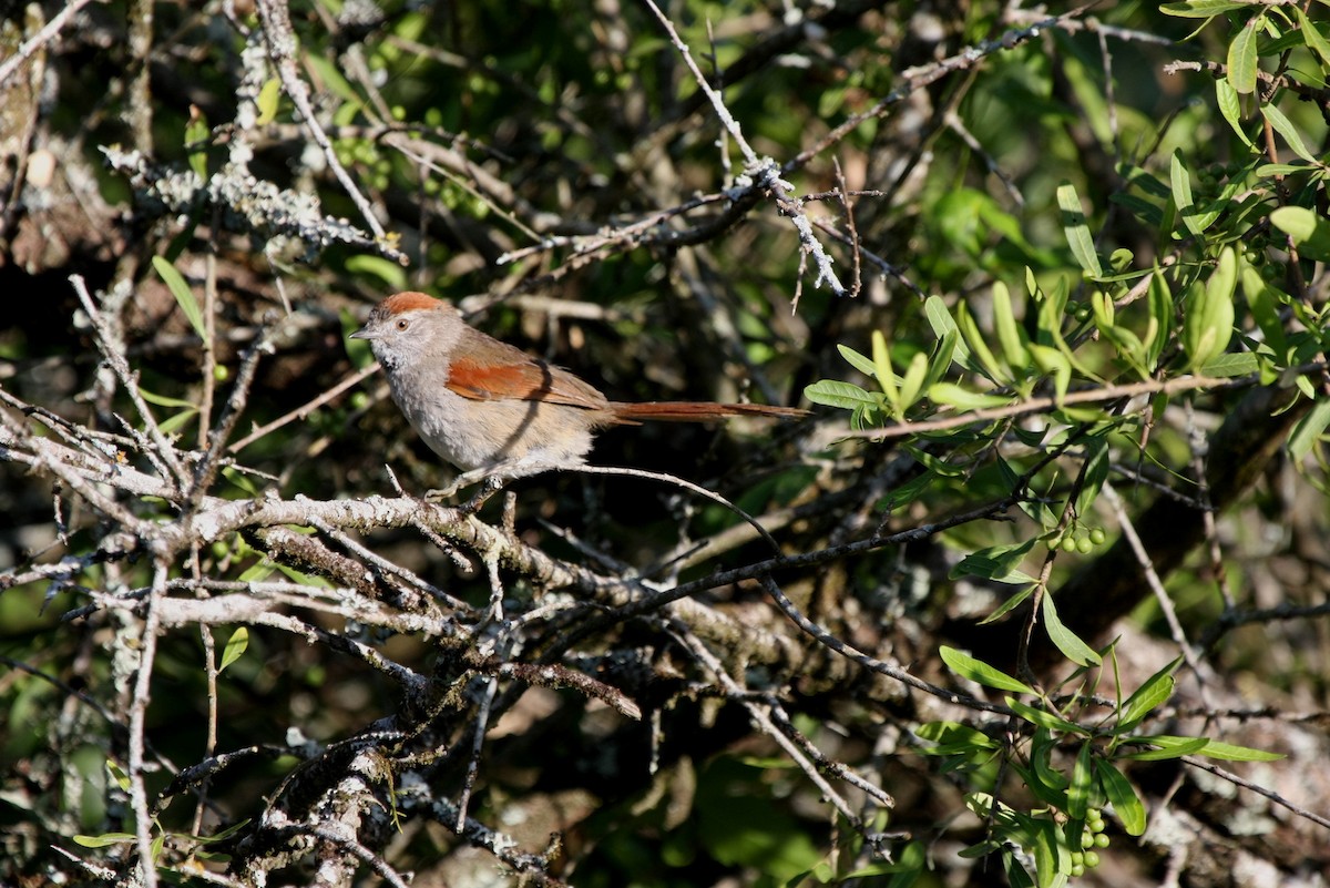 Sooty-fronted Spinetail - ML643901663
