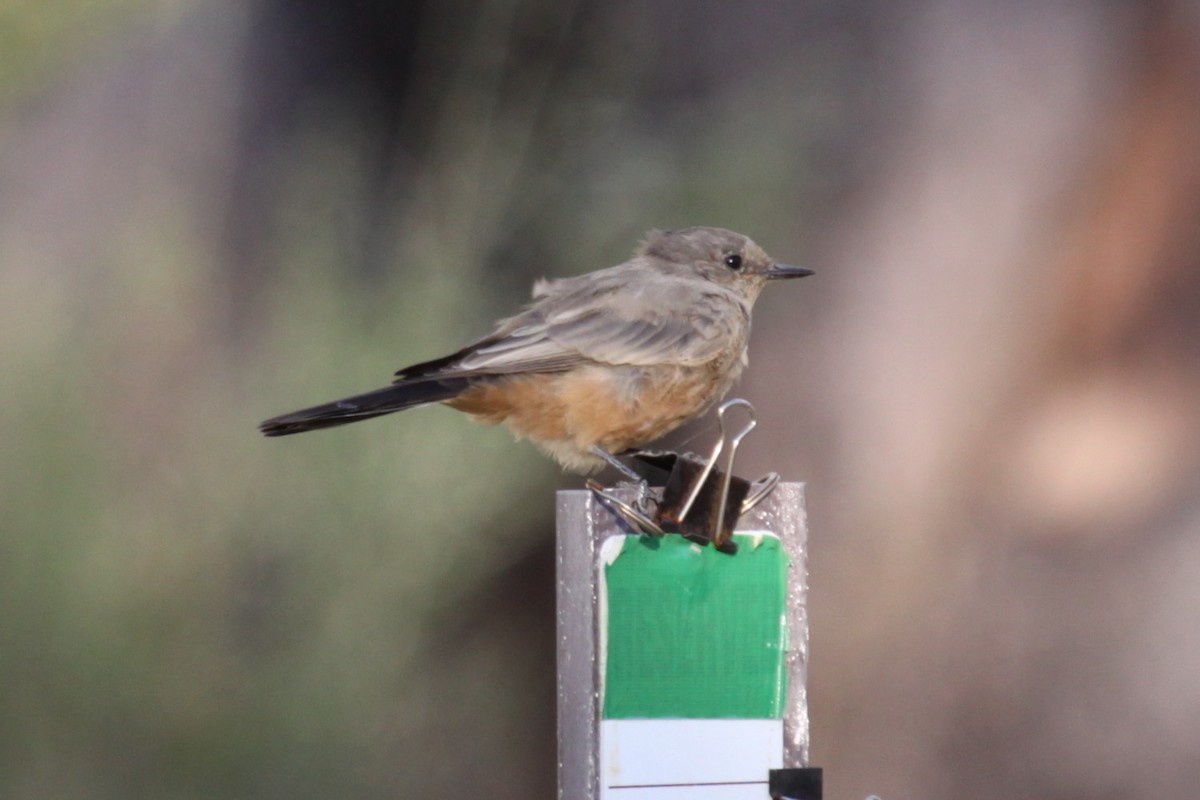 Say's Phoebe - ML643901667