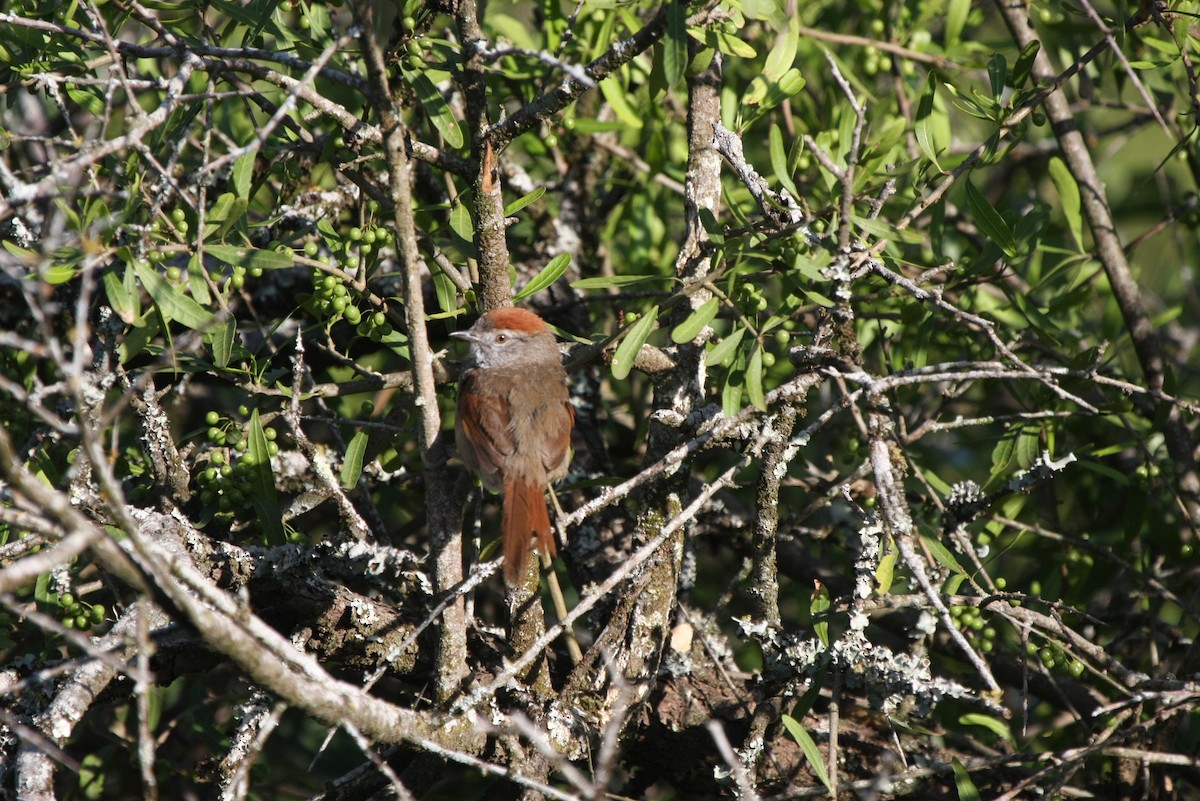 Sooty-fronted Spinetail - ML643901674
