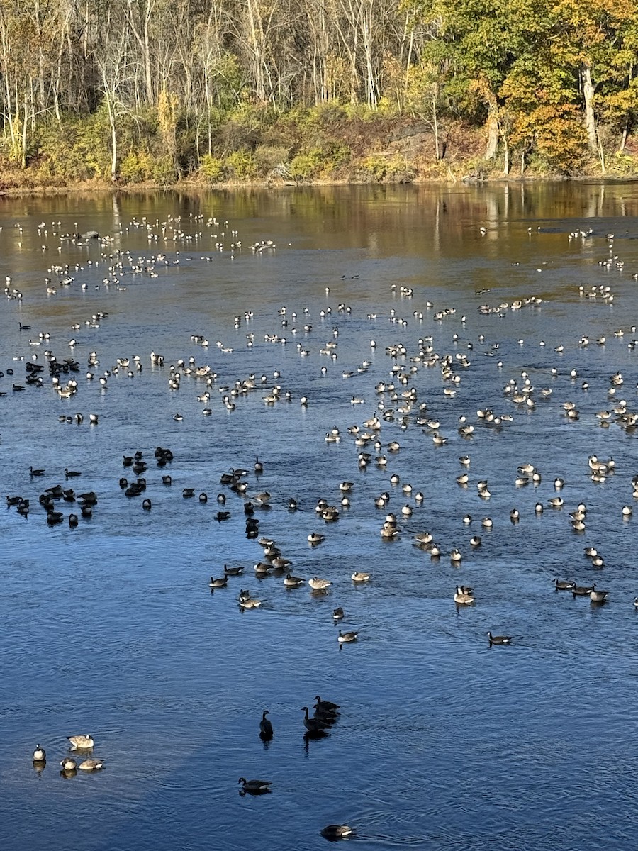 Canada Goose - ML643901676