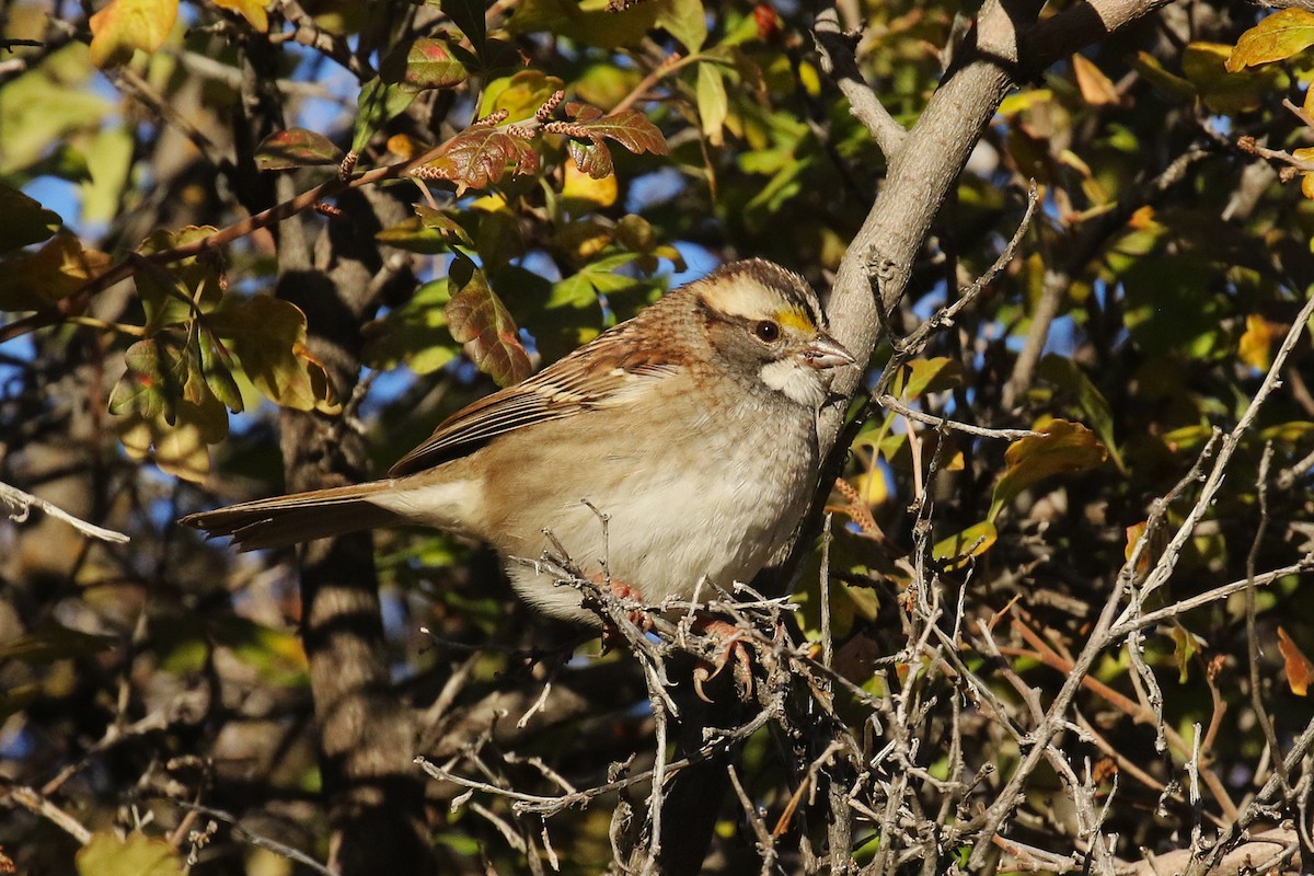 White-throated Sparrow - ML643901686
