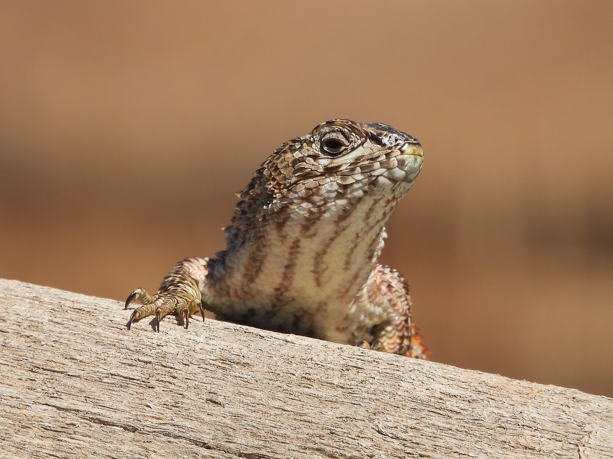 動物界 - ML643901689