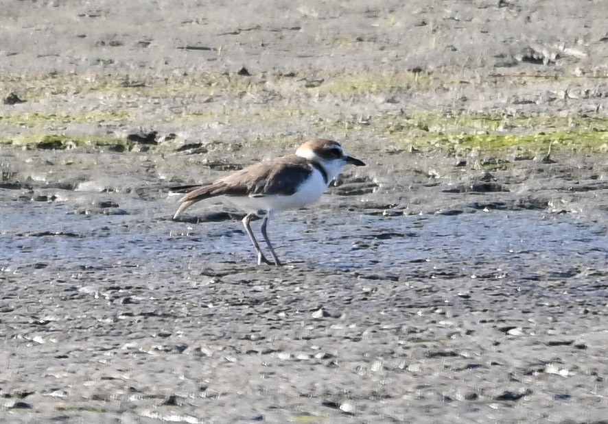 Javan Plover - ML643901699