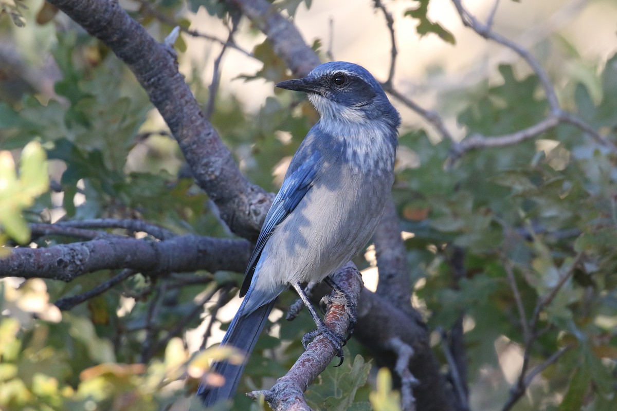 Woodhouse's Scrub-Jay - ML643901700