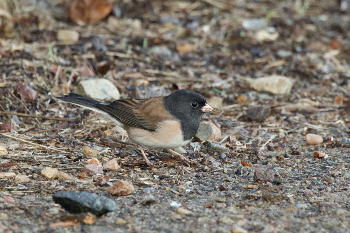 Dark-eyed Junco - ML643901702
