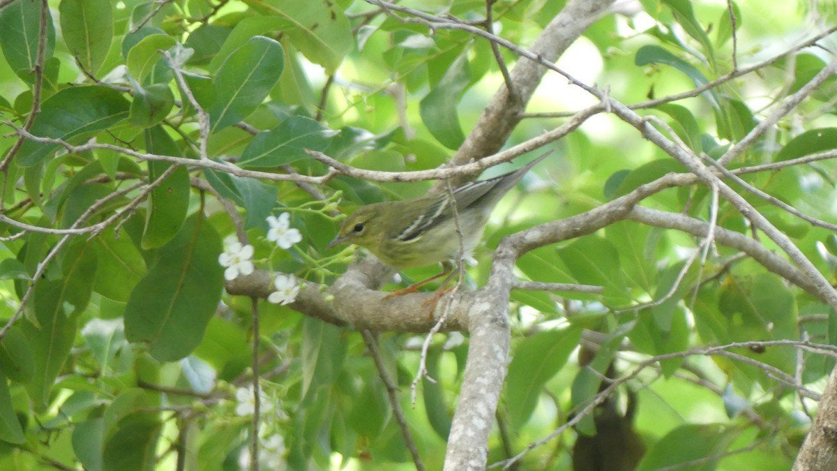 Blackpoll Warbler - ML643901707
