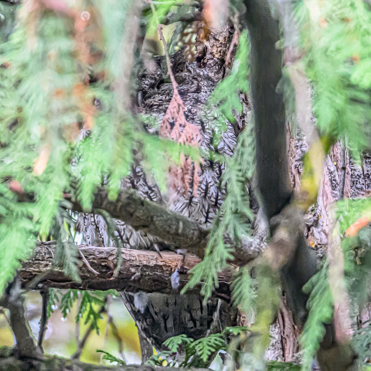 Western Screech-Owl - ML643901728
