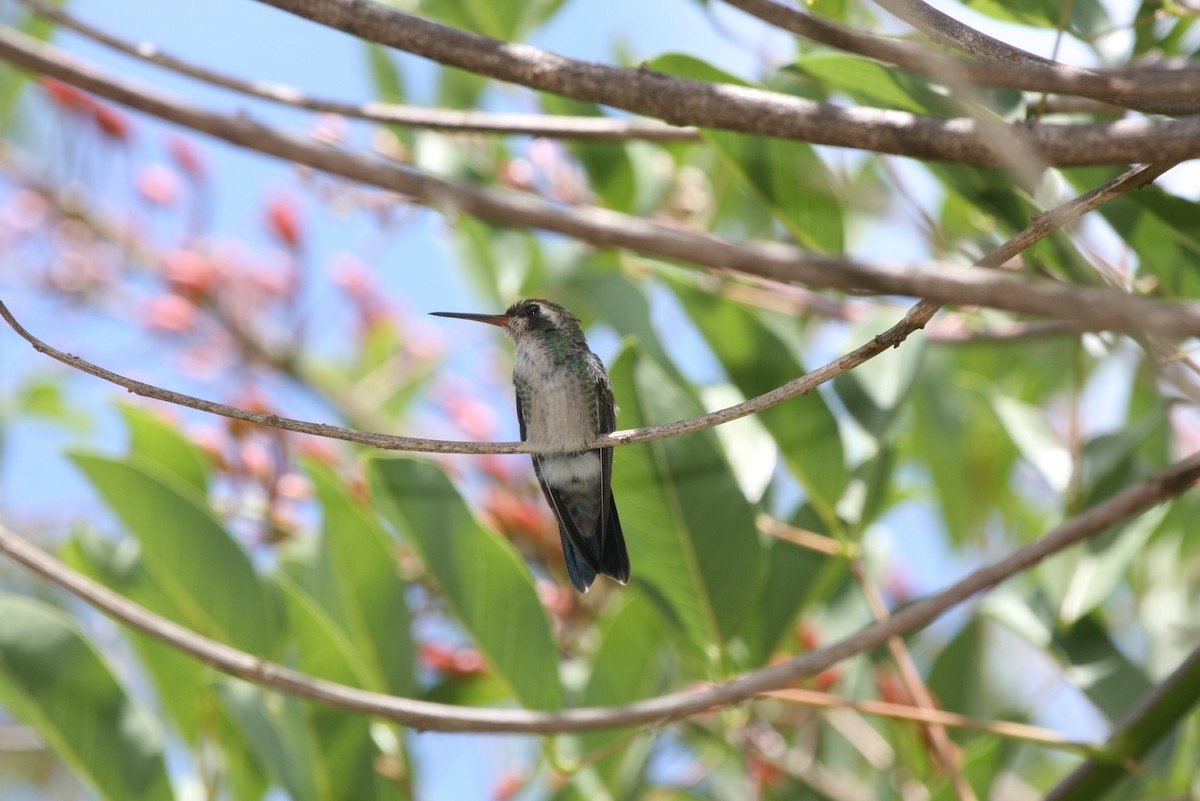 Glittering-bellied Emerald - ML643901733