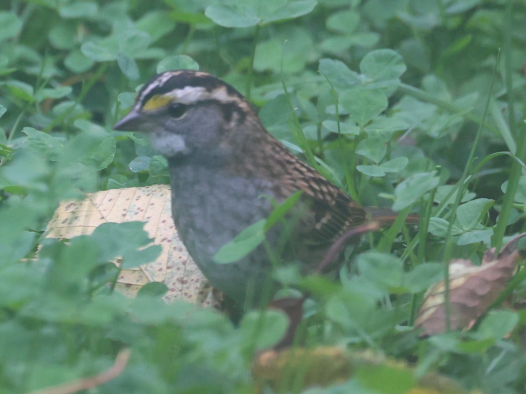 White-throated Sparrow - ML643901740
