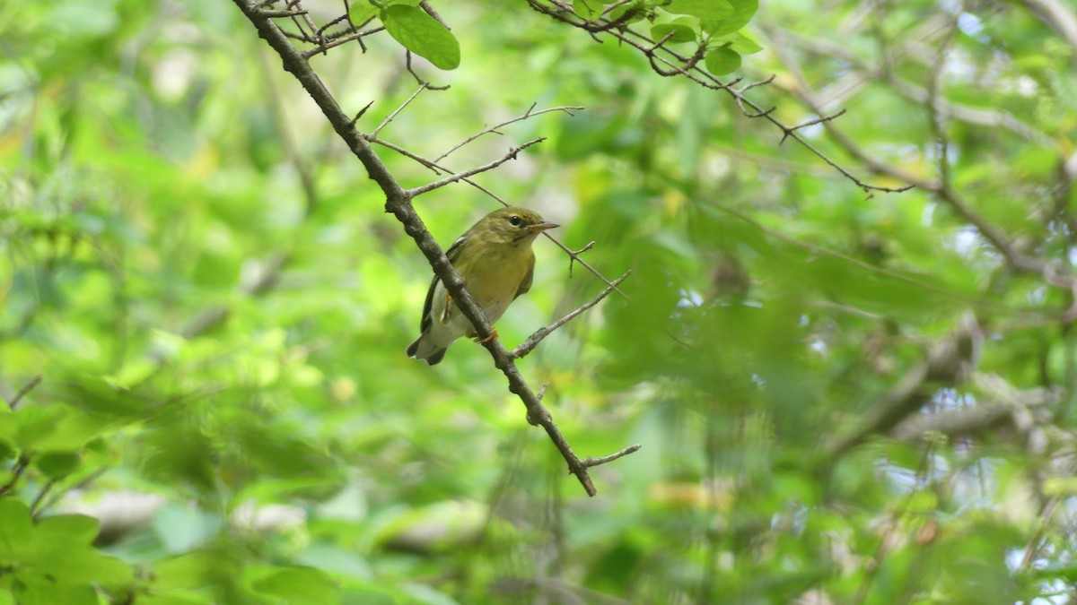 Blackpoll Warbler - ML643901741