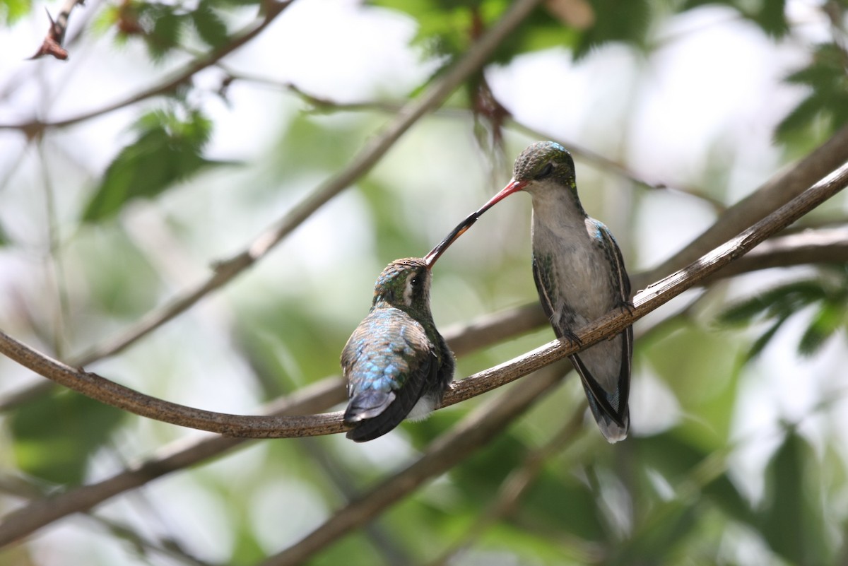 Glittering-bellied Emerald - ML643901742