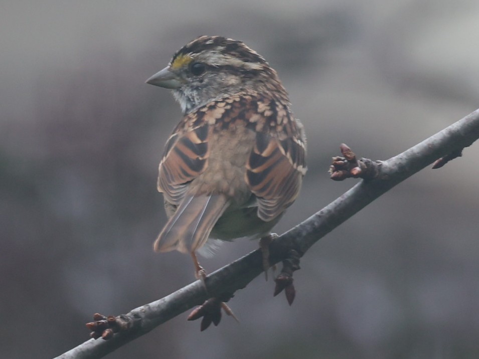 White-throated Sparrow - ML643901754