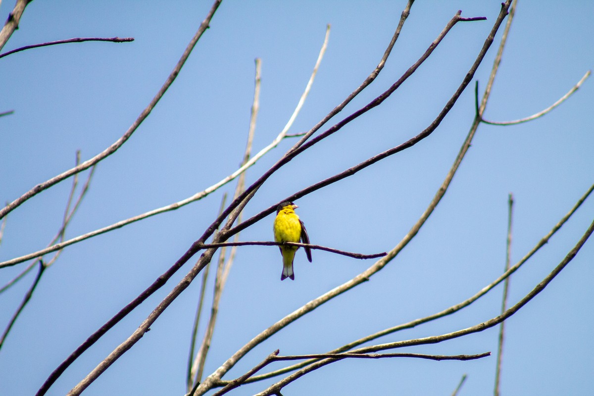 Lesser Goldfinch - ML643901757