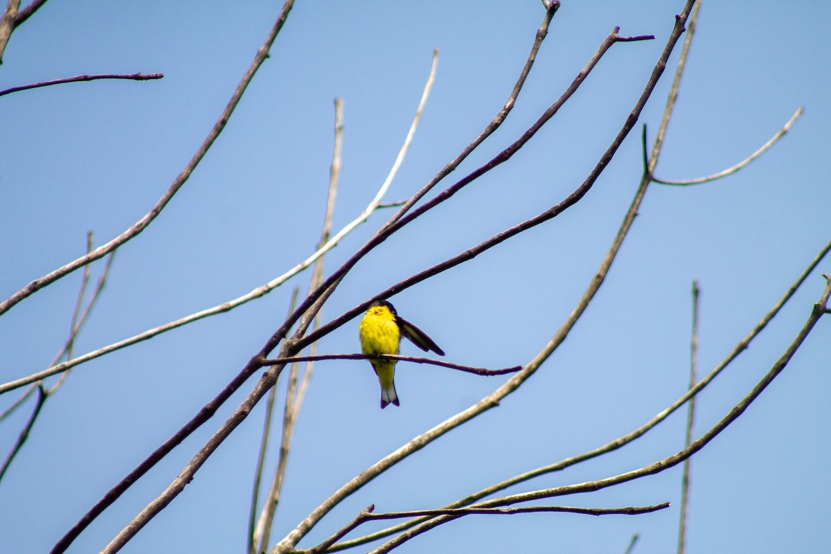 Lesser Goldfinch - ML643901758