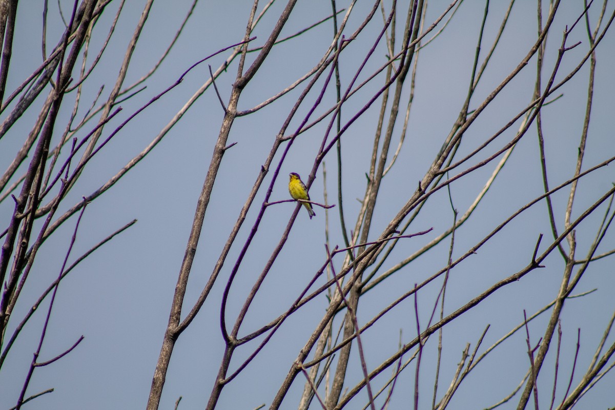Lesser Goldfinch - ML643901759
