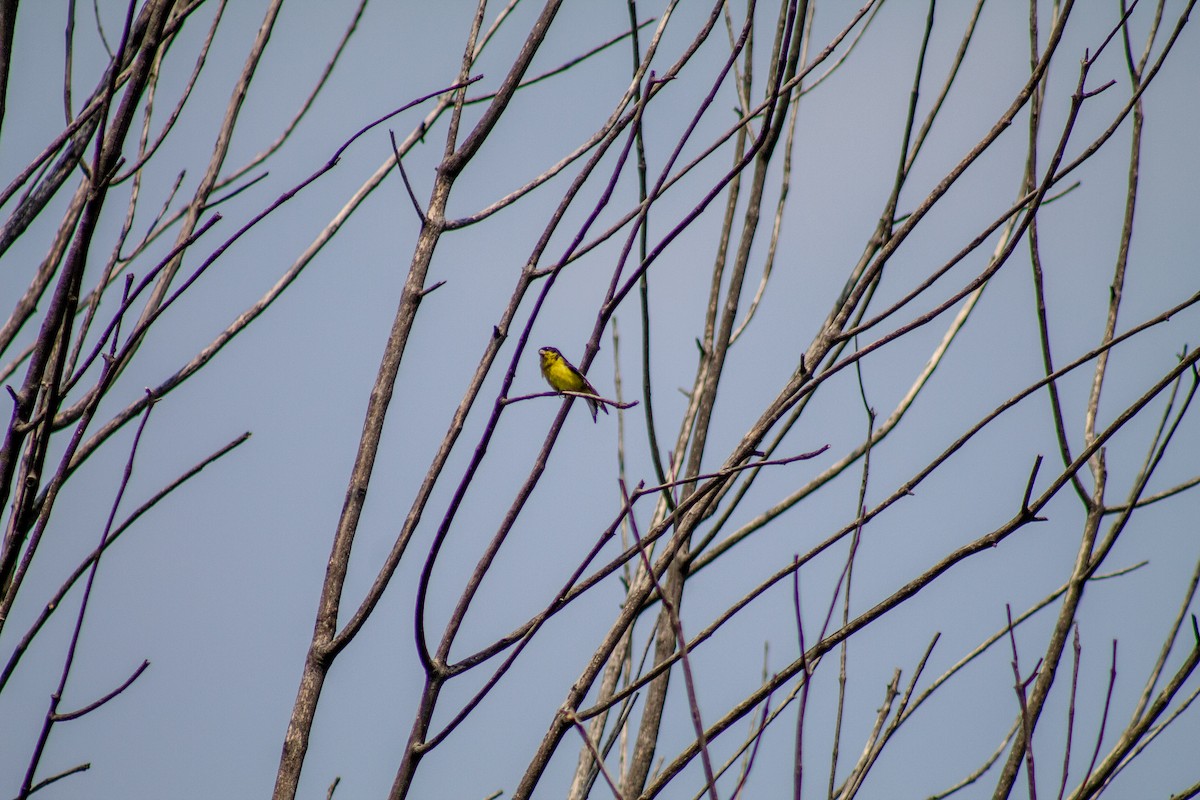 Lesser Goldfinch - ML643901760