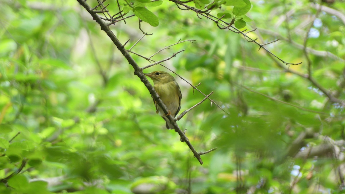 Blackpoll Warbler - ML643901762
