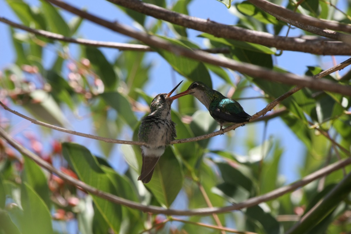 Glittering-bellied Emerald - ML643901772