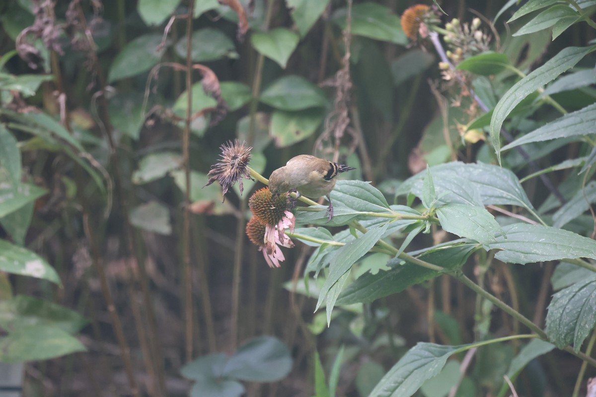 American Goldfinch - ML643901785
