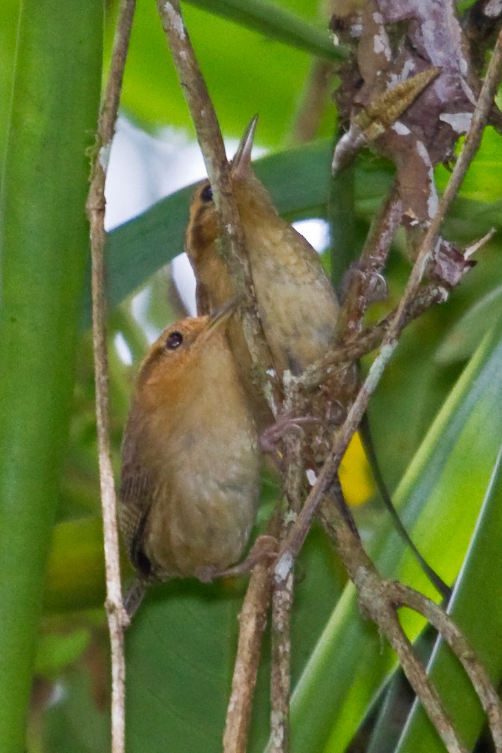 Ochraceous Wren - ML643901787