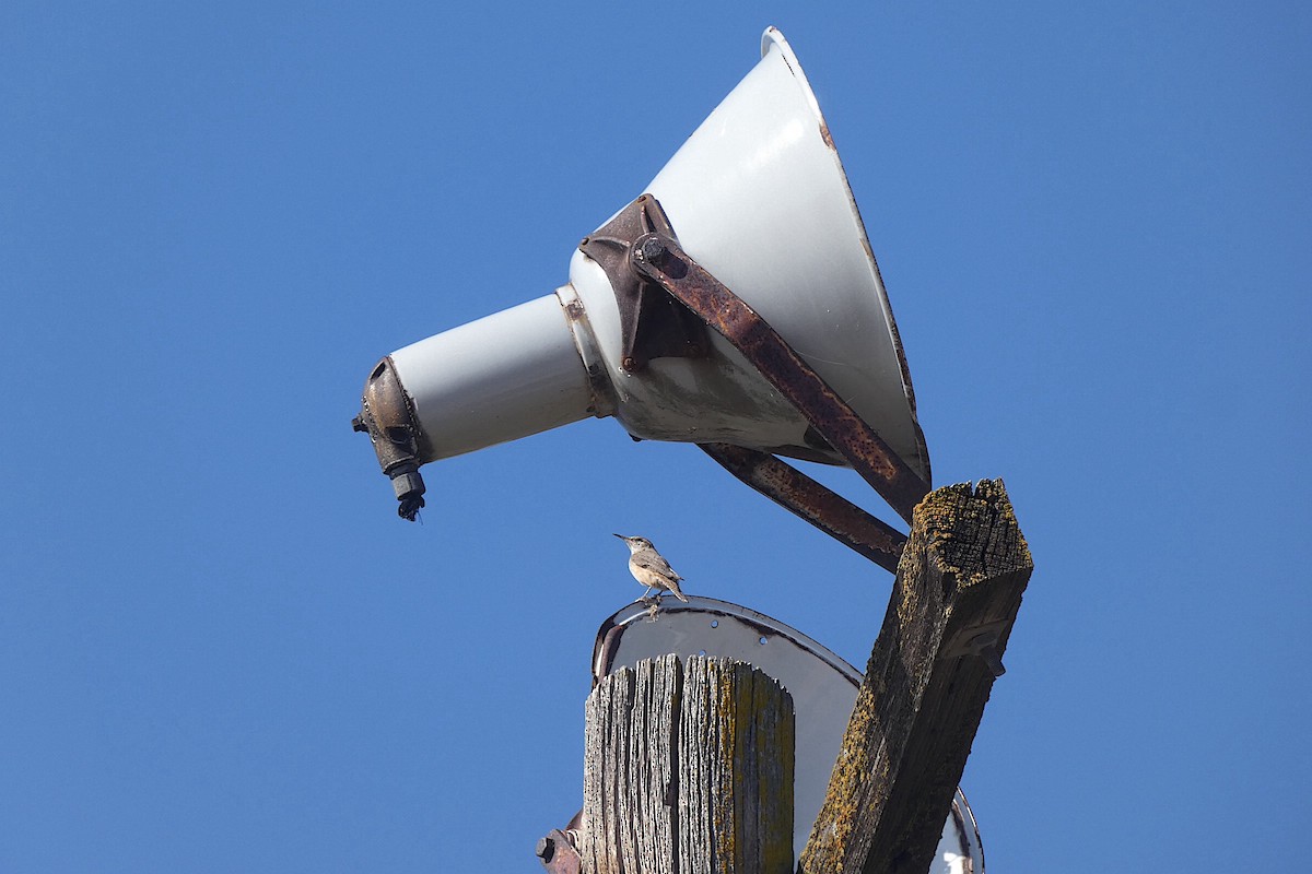 Rock Wren - ML643901816