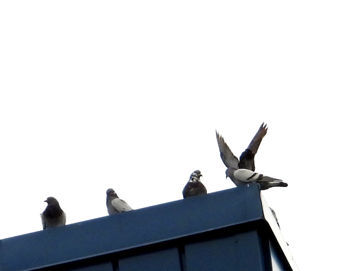 Rock Pigeon (Feral Pigeon) - ML643901817