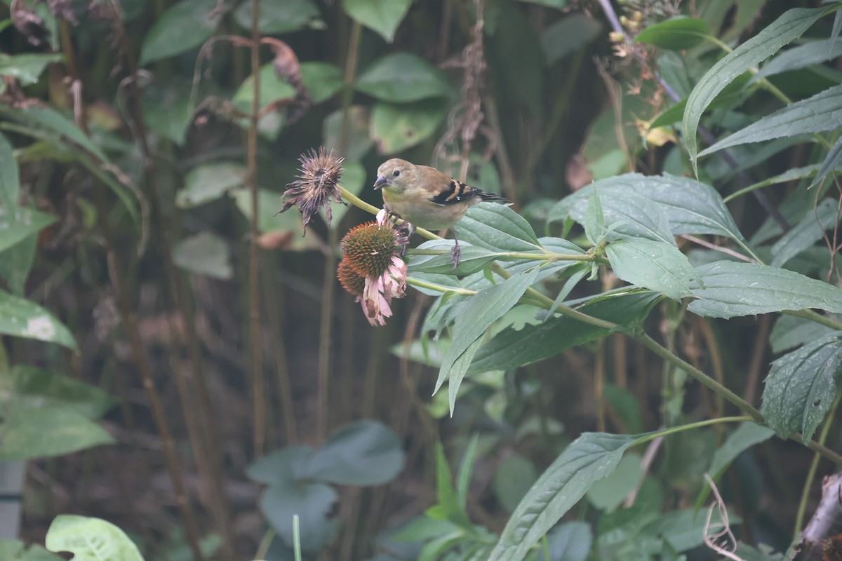 American Goldfinch - ML643901820