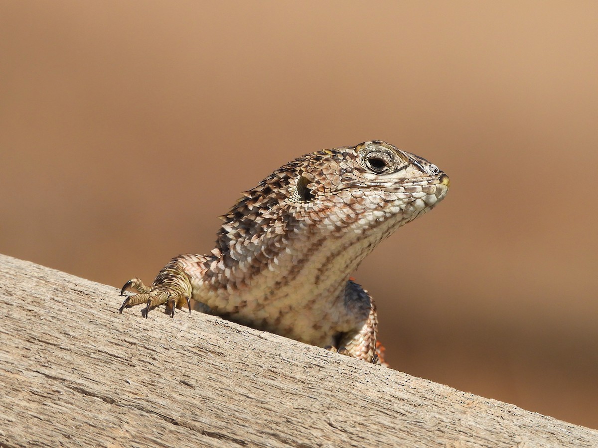 動物界 - ML643901821