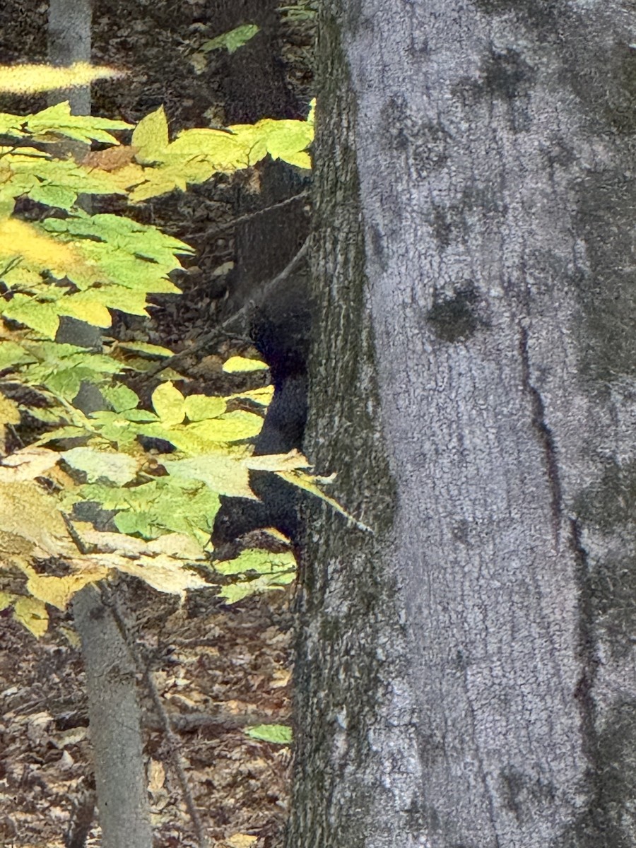 Animals - ML643901822