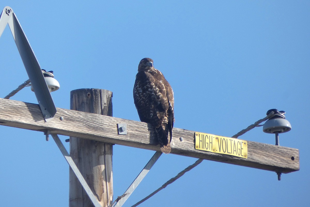 Red-tailed Hawk - ML643901824