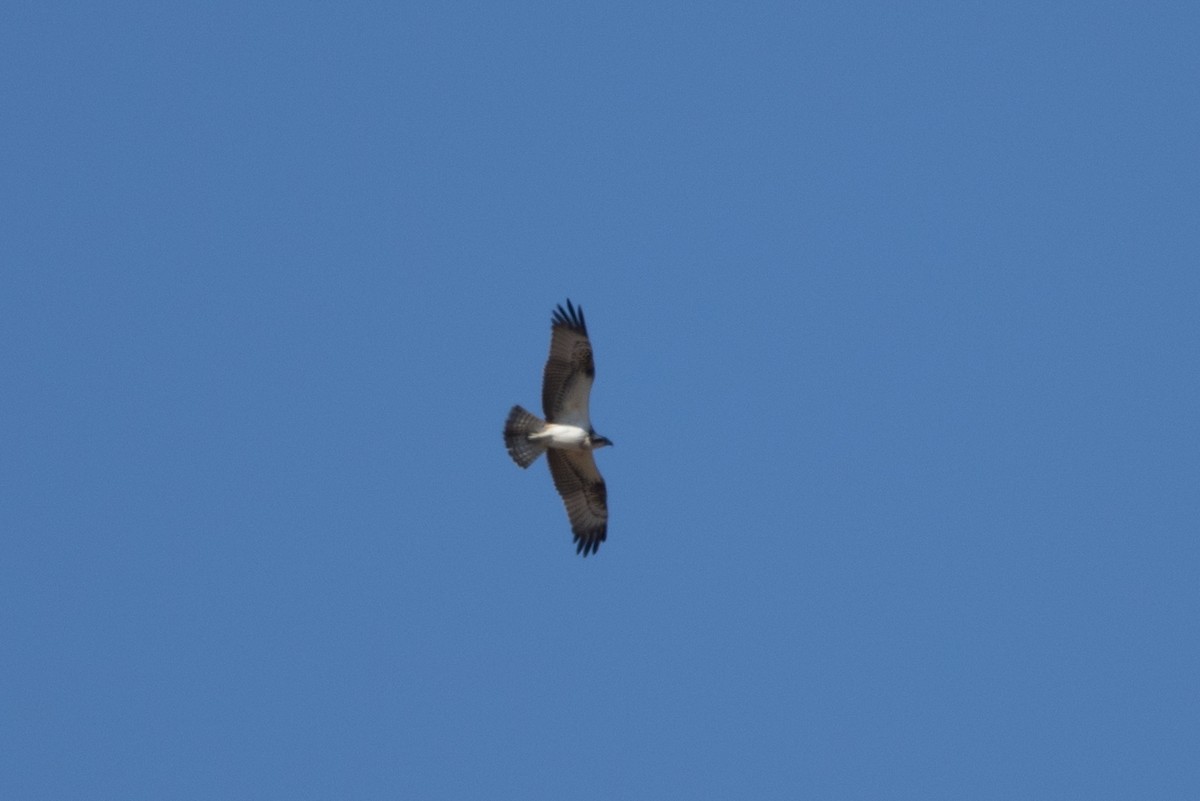 Osprey - ML643901825