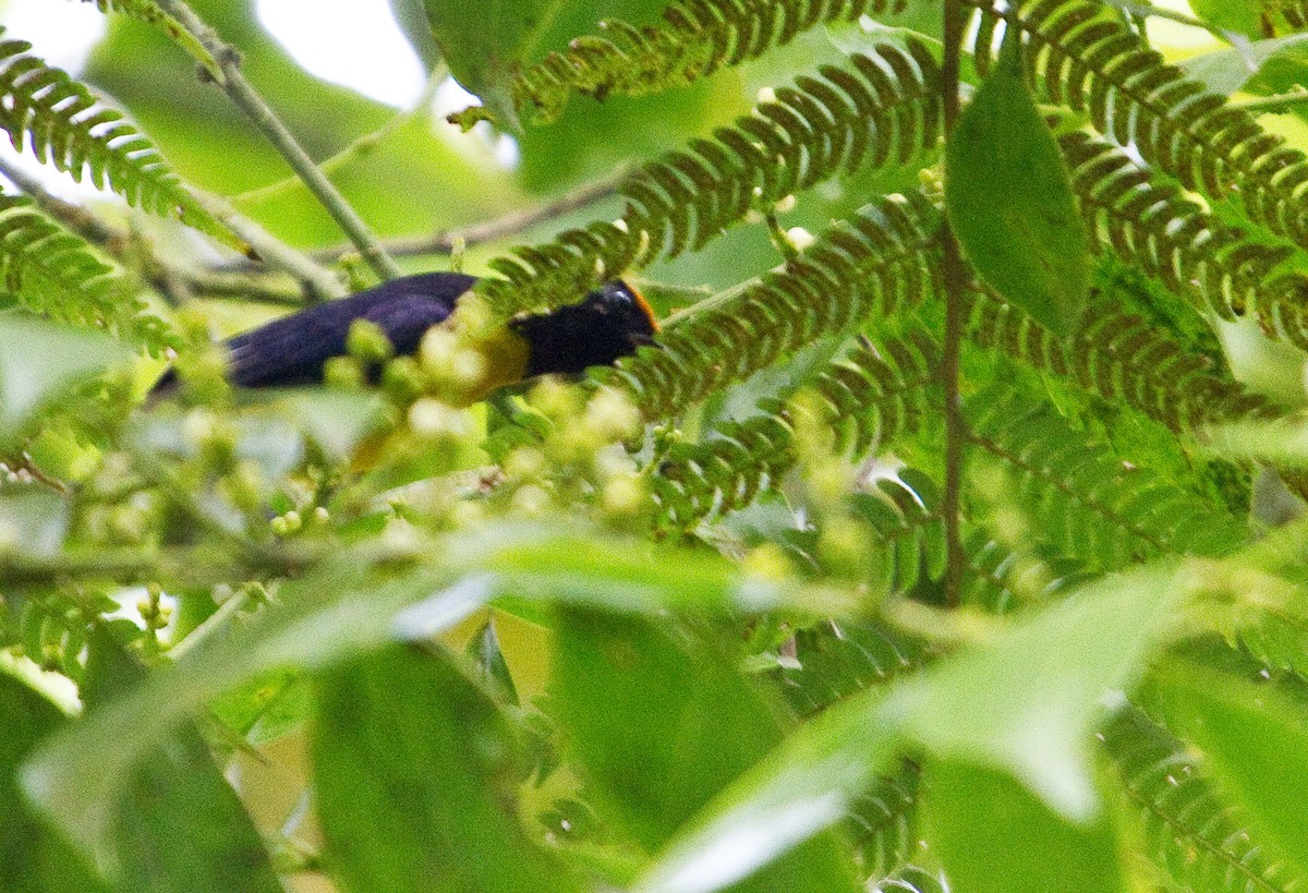 Tawny-capped Euphonia - ML643901831