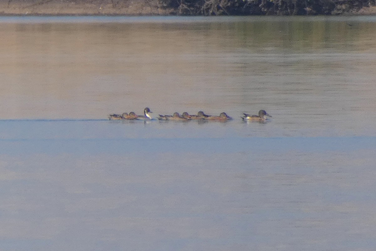 Northern Pintail - ML643901835