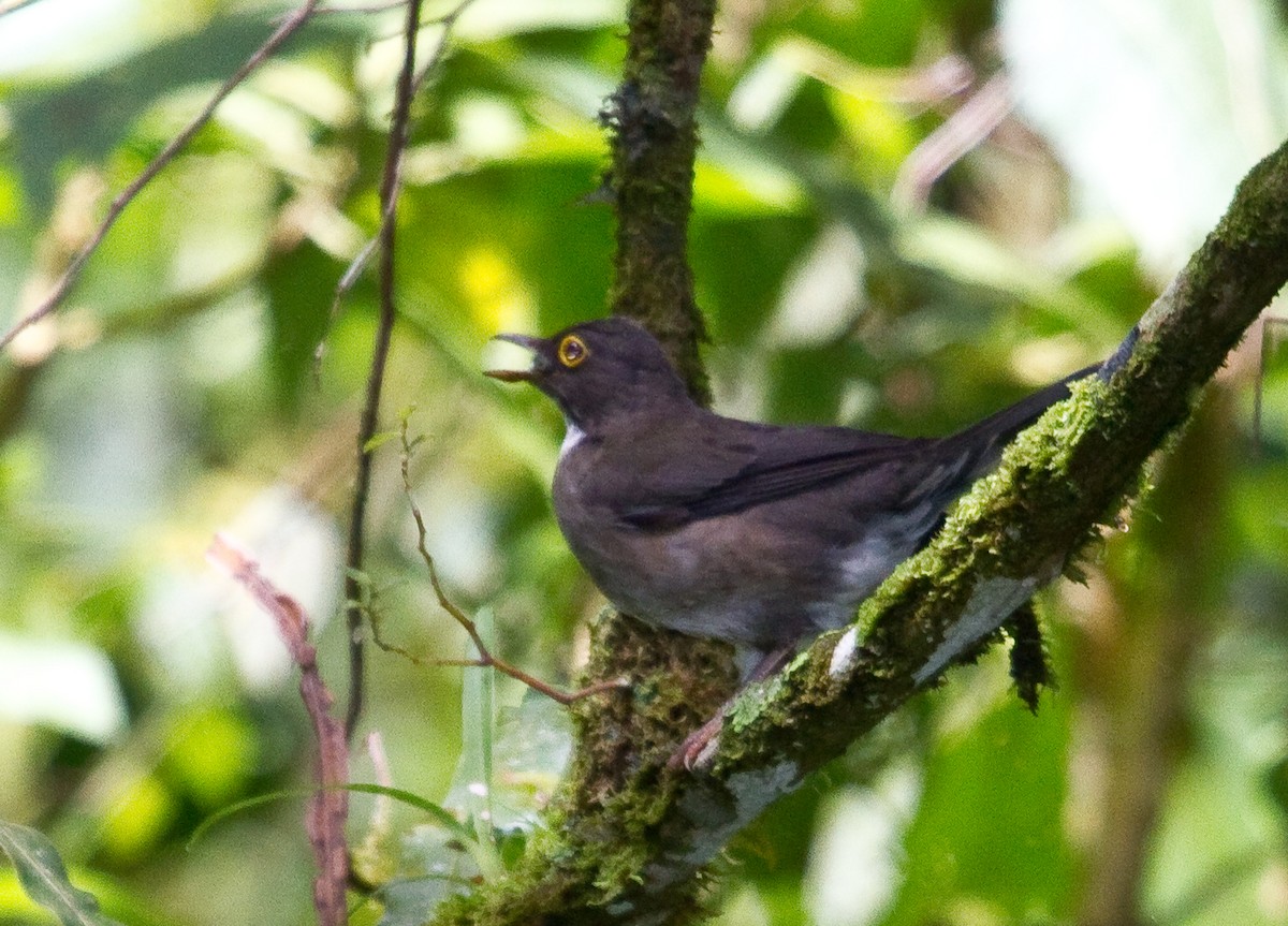 White-throated Thrush - ML643901850