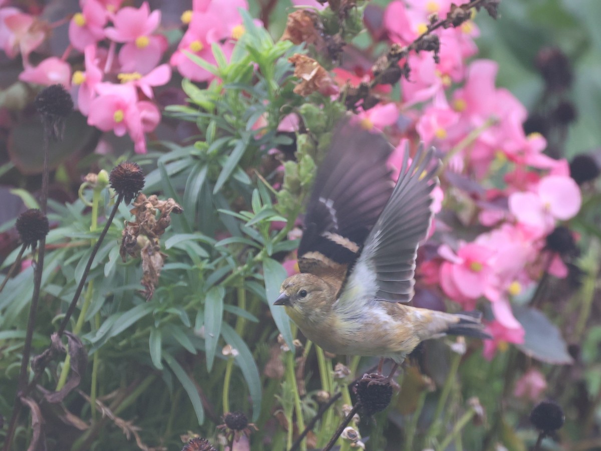 American Goldfinch - ML643901854