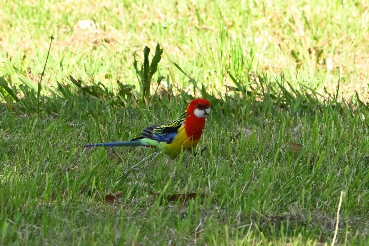 Eastern Rosella - ML643901856