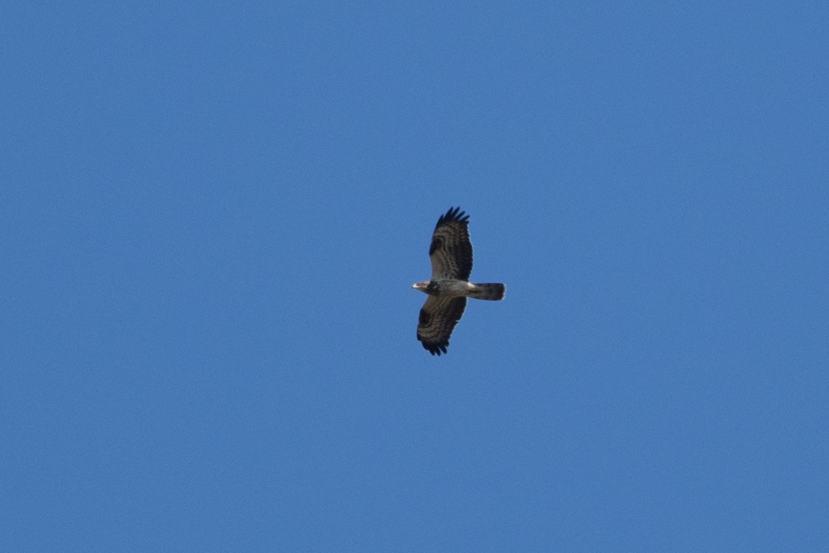 European Honey-buzzard - ML643901857