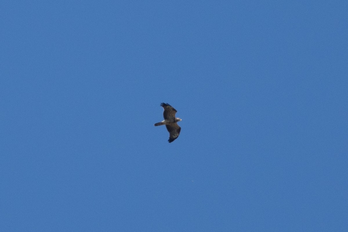 European Honey-buzzard - ML643901858
