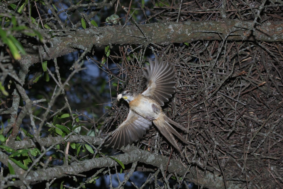 Chotoy Spinetail - ML643901864