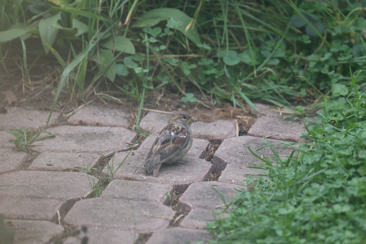 House Sparrow - ML643901866