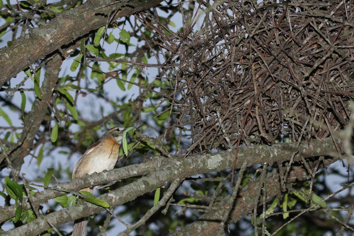 Chotoy Spinetail - ML643901868