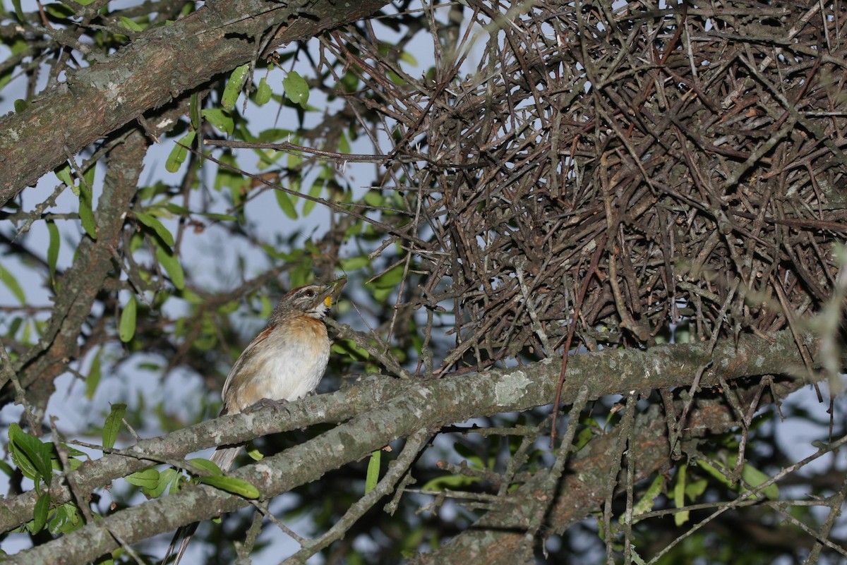 Chotoy Spinetail - ML643901872