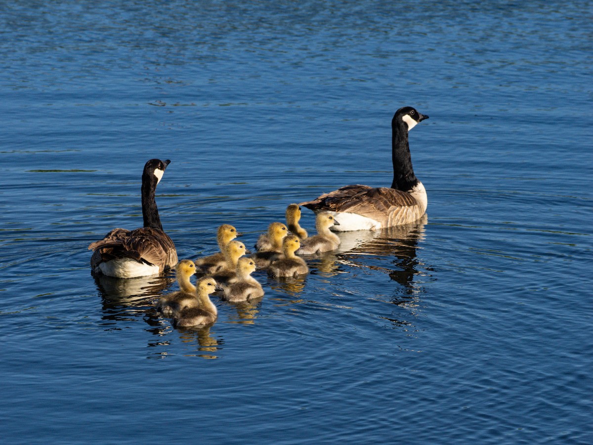 kanadagås - ML643901874