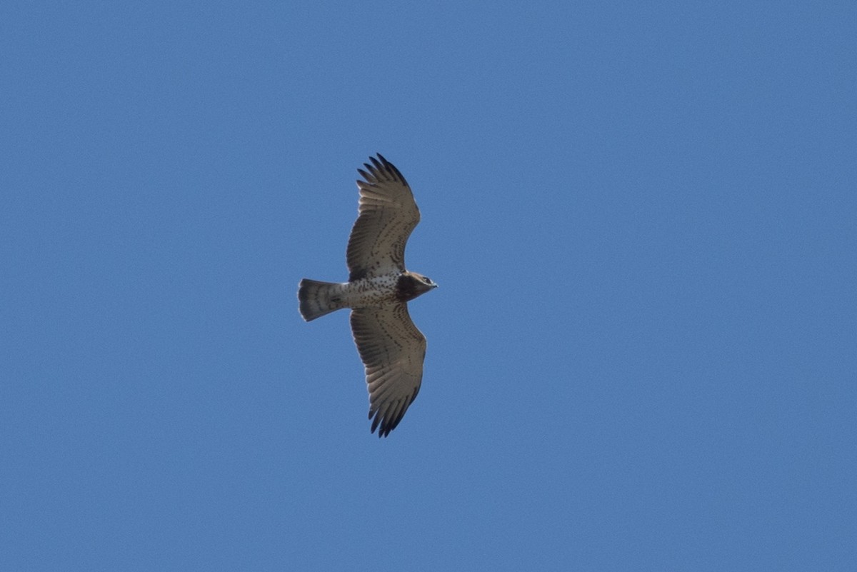 Short-toed Snake-Eagle - ML643901876