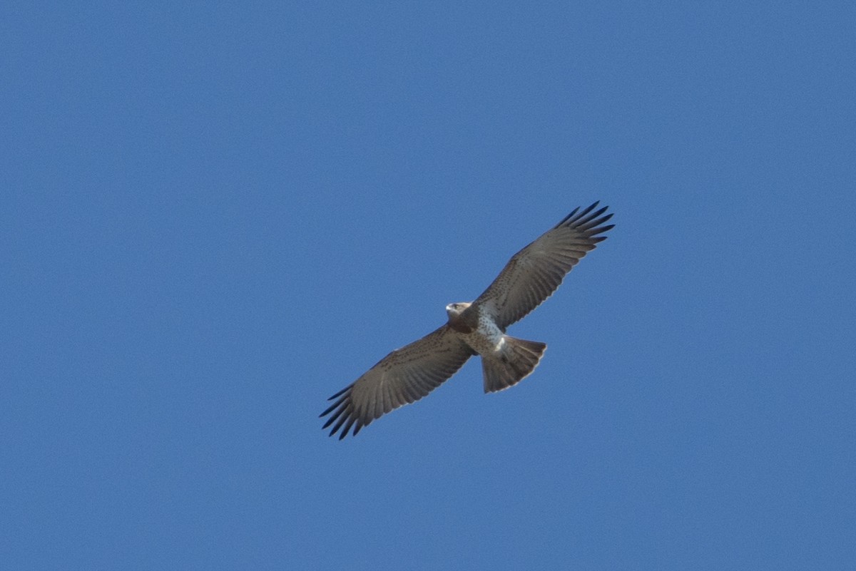 Short-toed Snake-Eagle - ML643901877