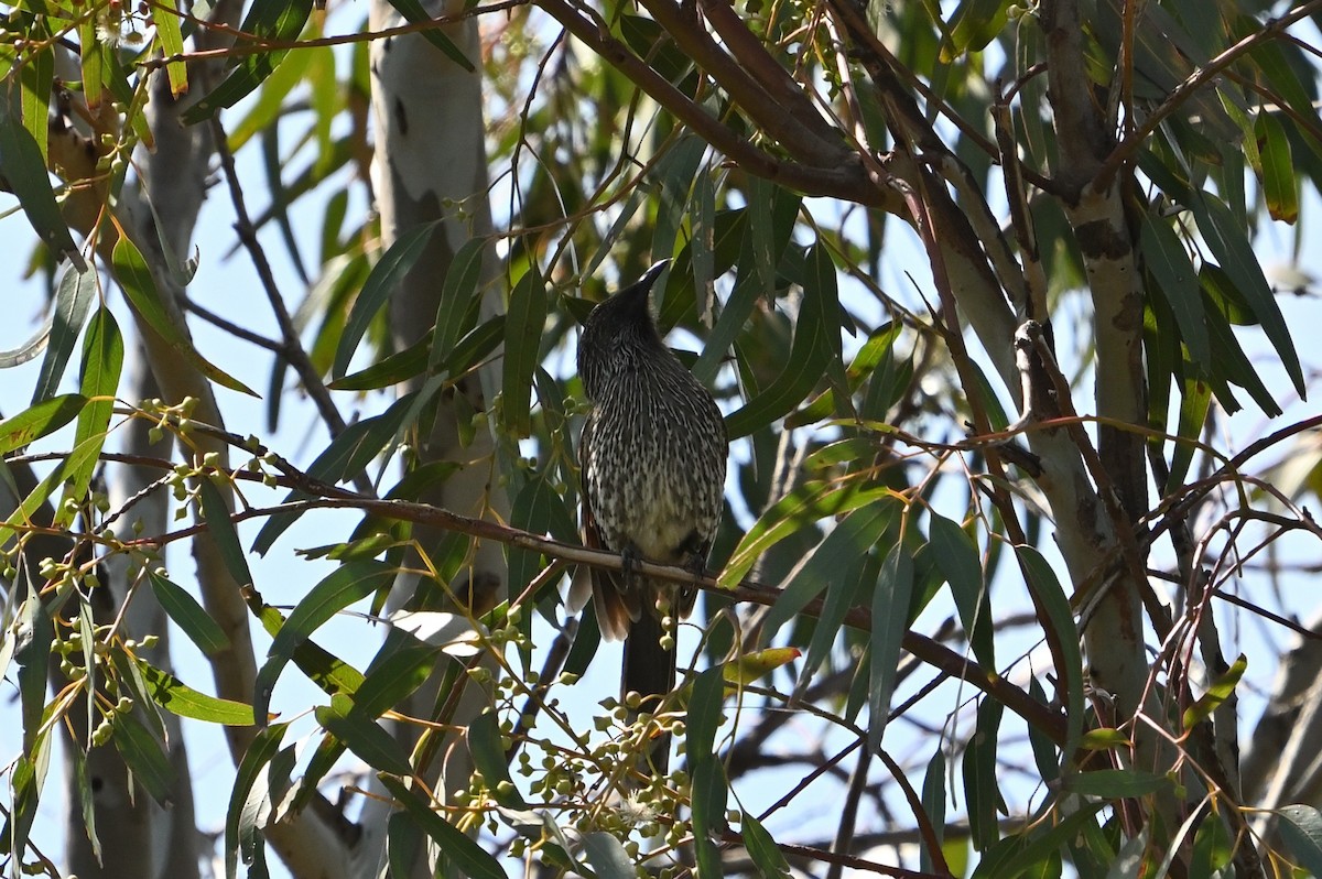 Little Wattlebird - ML643901879