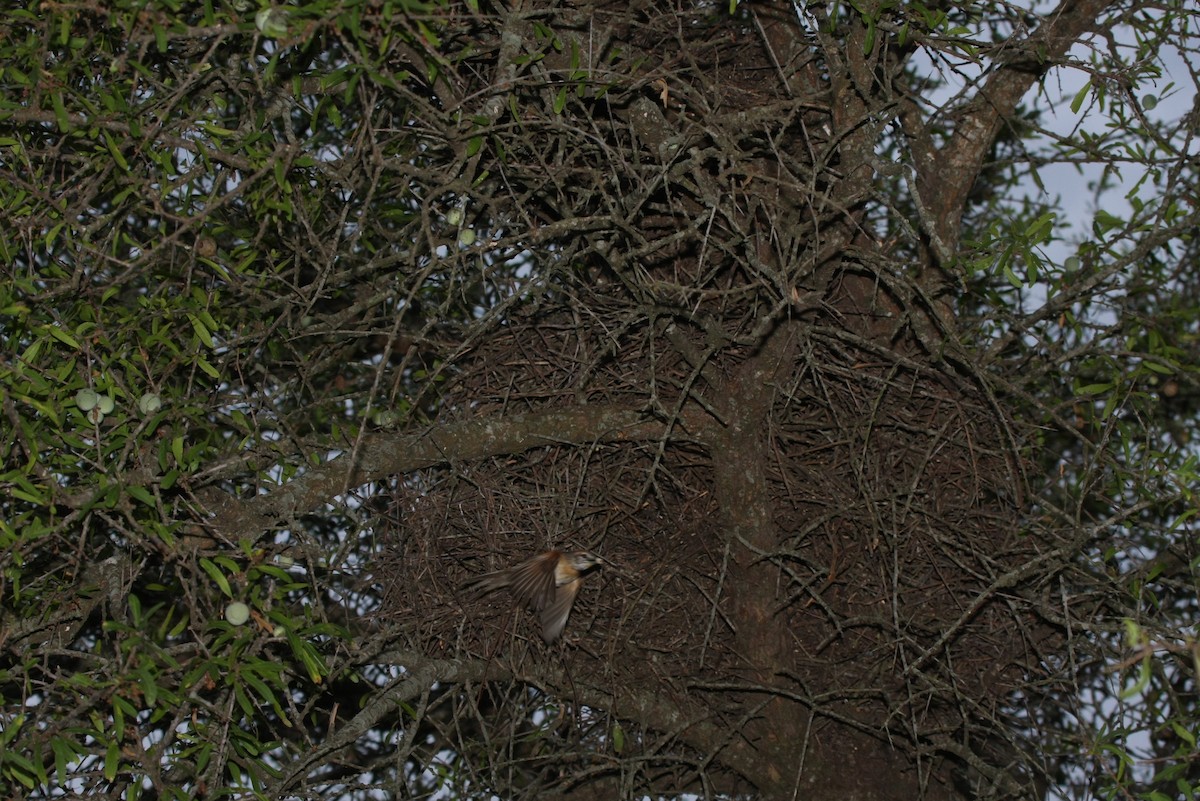 Chotoy Spinetail - ML643901880