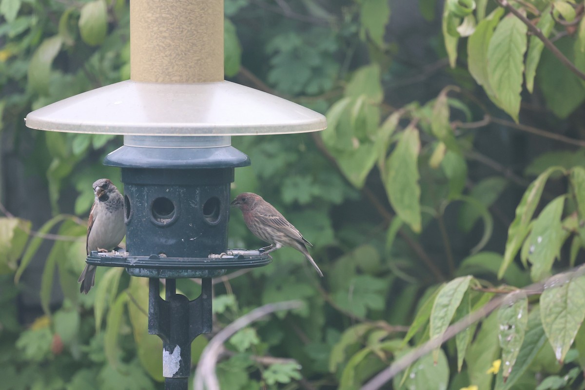 House Finch - ML643901891