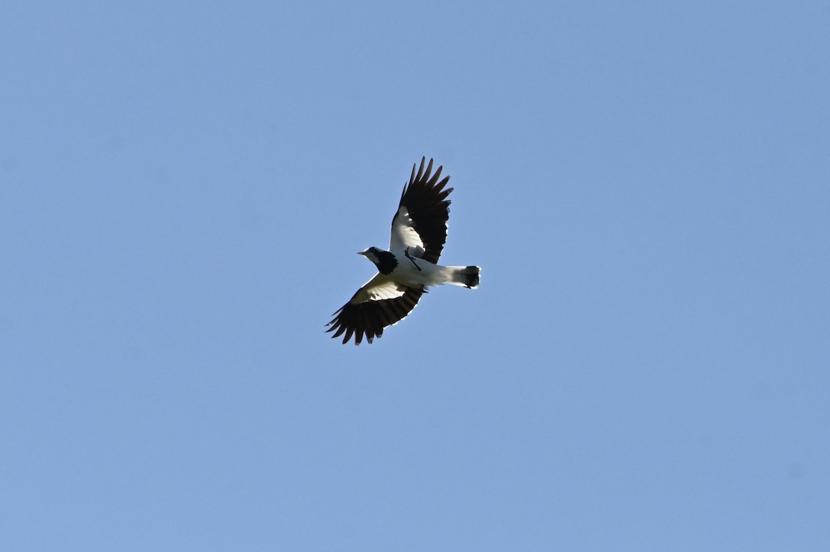 Magpie-lark - ML643901901