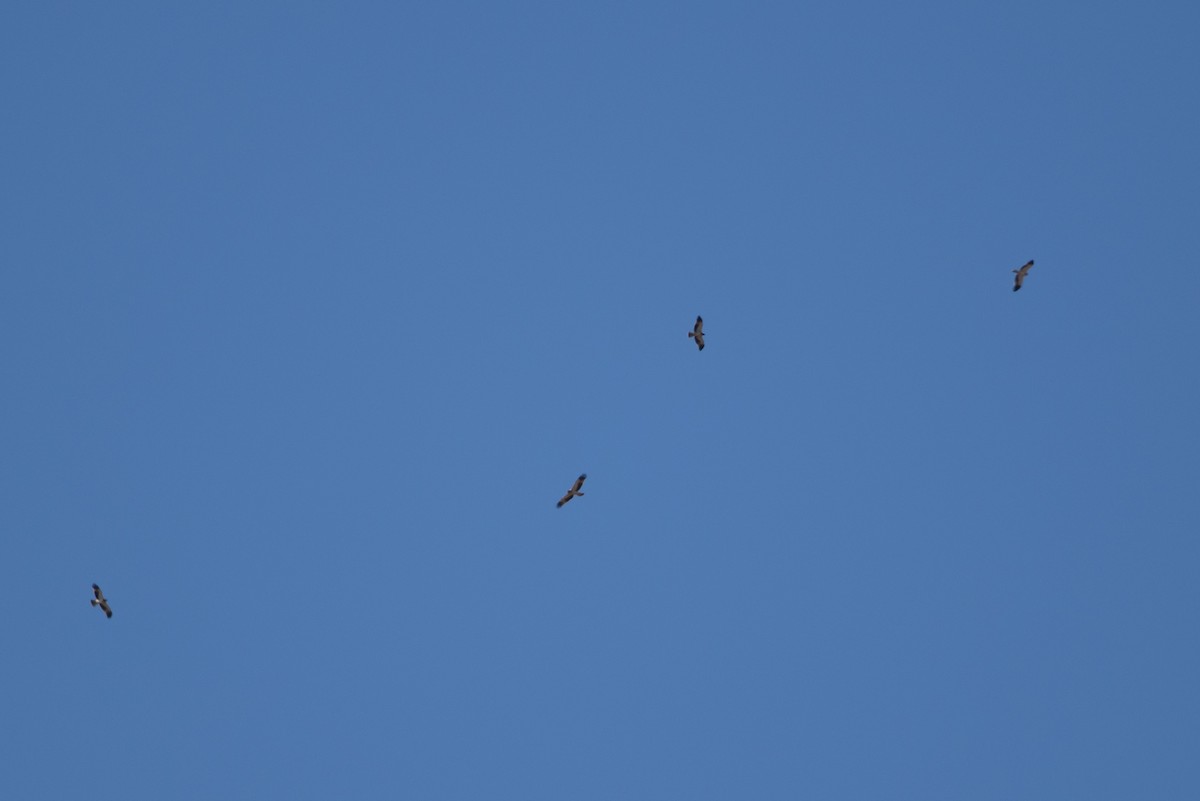 Booted Eagle - ML643901902